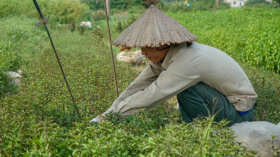 Nông dân vác bảo bối ra đồng để chống chọi nắng nóng 40 độ C - 10 Nông dân vác bảo bối ra đồng để chống chọi nắng nóng 40 độ C - 10