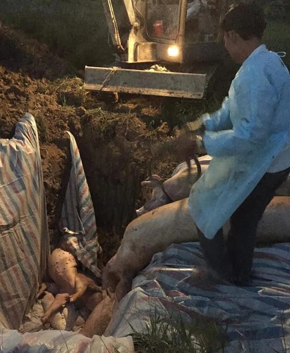 Phát hiện hàng trăm kg nội tạng và thịt lợn không rõ nguồn gốc trên xe khách - 5 Phát hiện hàng trăm kg nội tạng và thịt lợn không rõ nguồn gốc trên xe khách - 5