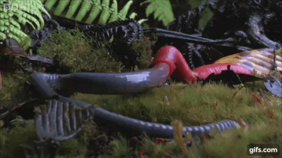 “Rợn người” xem đỉa quái vật nuốt chửng con giun lớn bằng cơ thể mình! - 1 “Rợn người” xem đỉa quái vật nuốt chửng con giun lớn bằng cơ thể mình! - 1