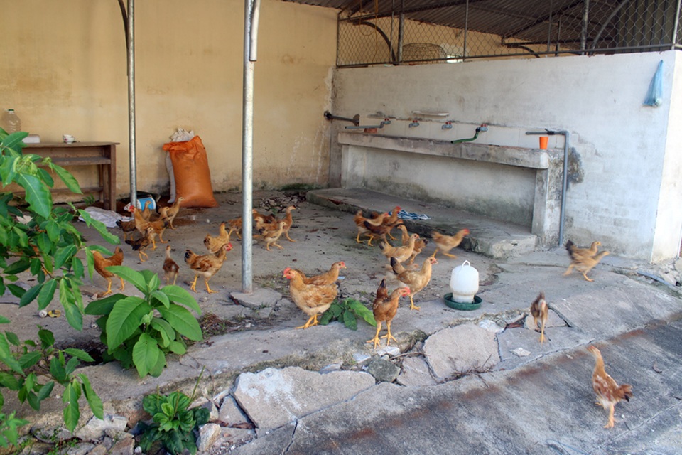 Xót xa trường học hơn 16 tỷ đồng chỉ làm nơi... phơi rơm, nuôi gà! - 12 Xót xa trường học hơn 16 tỷ đồng chỉ làm nơi... phơi rơm, nuôi gà! - 12