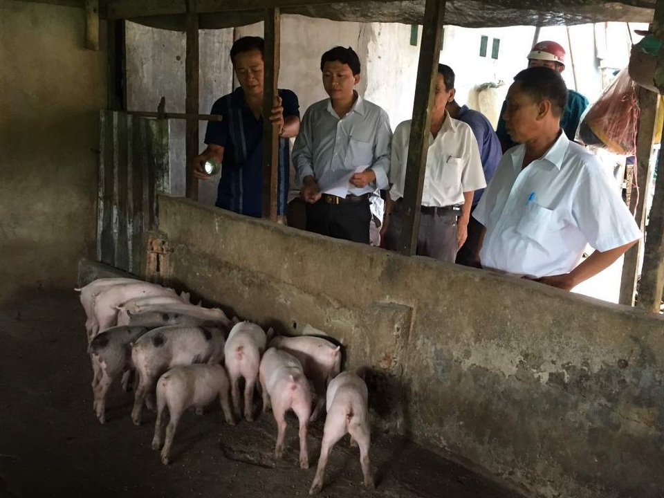 Thêm hai tỉnh ở miền Tây xuất hiện dịch tả lợn Châu Phi - 2 Thêm hai tỉnh ở miền Tây xuất hiện dịch tả lợn Châu Phi - 2