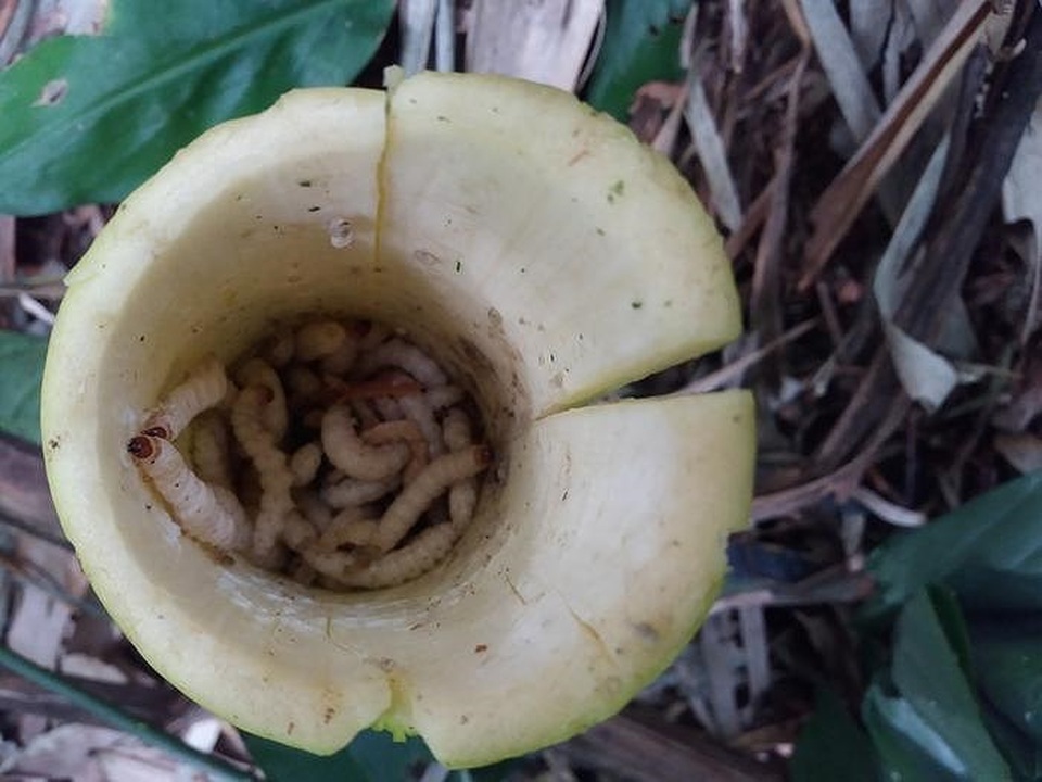 Sởn da gà nếm thử 5 đặc sản từ sâu béo núc ở Việt Nam - 7