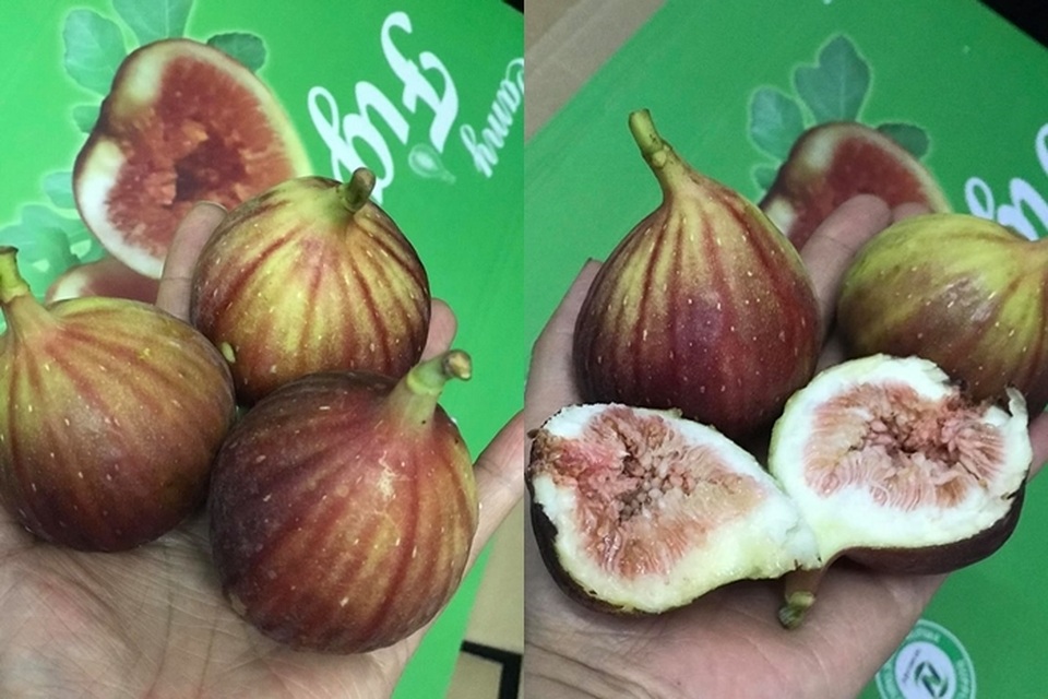 Sung Mỹ “khổng lồ” giá nửa triệu kg, chị em tranh nhau mua về ăn tráng miệng - 1 Sung Mỹ “khổng lồ” giá nửa triệu kg, chị em tranh nhau mua về ăn tráng miệng - 1