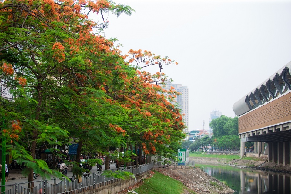 Rạo rực ngắm phố phường Hà Nội mùa phượng vĩ đơm hoa - 3 Rạo rực ngắm phố phường Hà Nội mùa phượng vĩ đơm hoa - 3