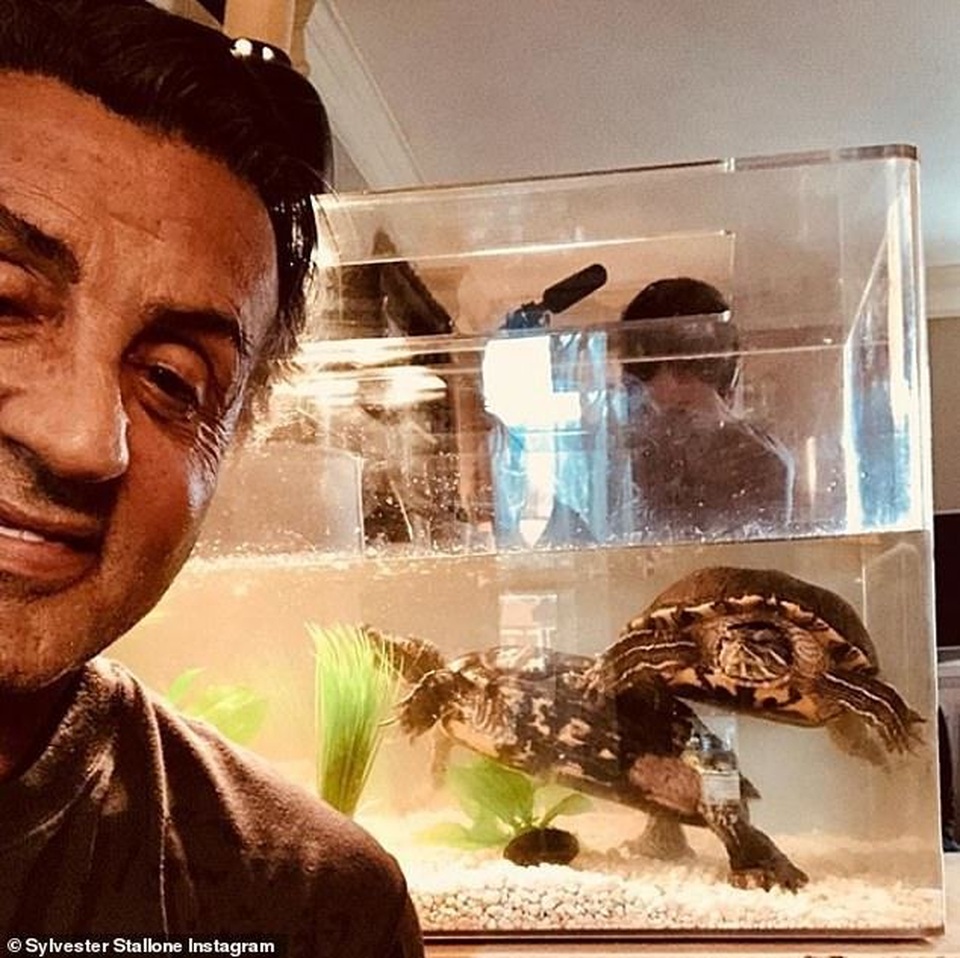 Sylvester Stallone still raises two turtles in the movie "Legendary Fist" after 40 years - 2