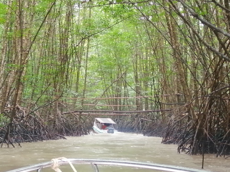 Canô “xẻ” nước, vỏ máy bồng bềnh xuyên rừng Mũi Cà Mau - 9