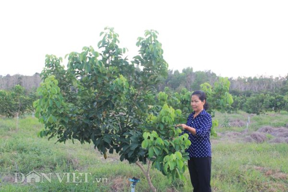 Nuôi loài ngày treo mình ngủ, tối đi săn, thu 2-3 tỷ/năm - 2 Nuôi loài ngày treo mình ngủ, tối đi săn, thu 2-3 tỷ/năm - 2