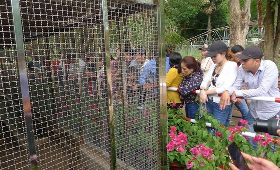 Thiên nga ngất xỉu vì nắng nóng, tài xế say xỉn vờ... câm khi gặp cảnh sát - 2 Thiên nga ngất xỉu vì nắng nóng, tài xế say xỉn vờ... câm khi gặp cảnh sát - 2