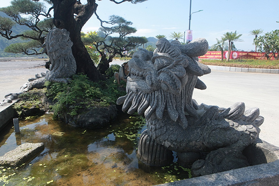 Đại gia Hà Nam chi tiền tỷ để mua phi lao tóc mây hơn 100 năm tuổi - 10 Đại gia Hà Nam chi tiền tỷ để mua phi lao tóc mây hơn 100 năm tuổi - 10