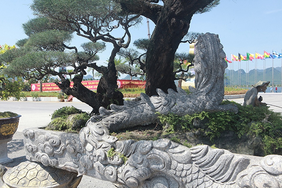 Đại gia Hà Nam chi tiền tỷ để mua phi lao tóc mây hơn 100 năm tuổi - 11 Đại gia Hà Nam chi tiền tỷ để mua phi lao tóc mây hơn 100 năm tuổi - 11