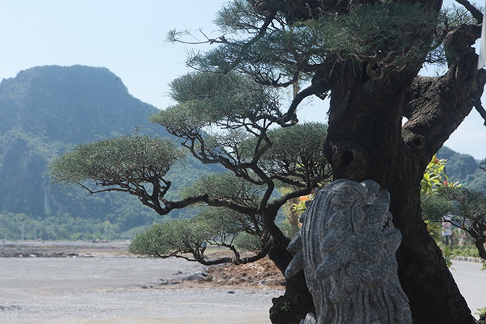 Đại gia Hà Nam chi tiền tỷ để mua phi lao tóc mây hơn 100 năm tuổi - 14 Đại gia Hà Nam chi tiền tỷ để mua phi lao tóc mây hơn 100 năm tuổi - 14