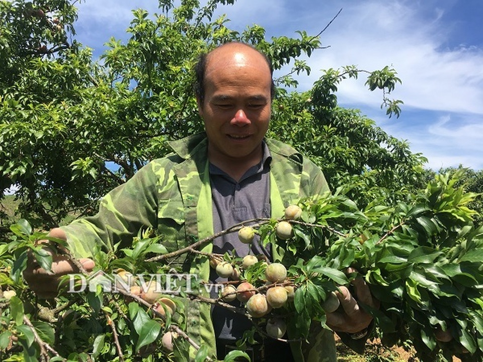 Được cả mùa lẫn giá, người trồng mận Mộc Châu đếm tiền mỏi tay - 2 Được cả mùa lẫn giá, người trồng mận Mộc Châu đếm tiền mỏi tay - 2