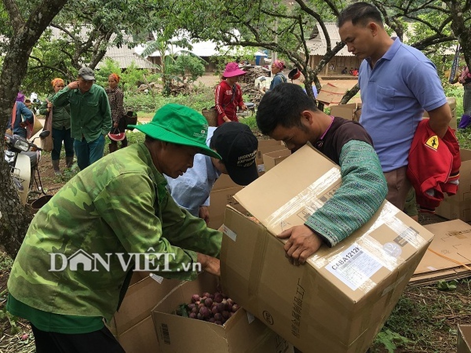 Được cả mùa lẫn giá, người trồng mận Mộc Châu đếm tiền mỏi tay - 4 Được cả mùa lẫn giá, người trồng mận Mộc Châu đếm tiền mỏi tay - 4