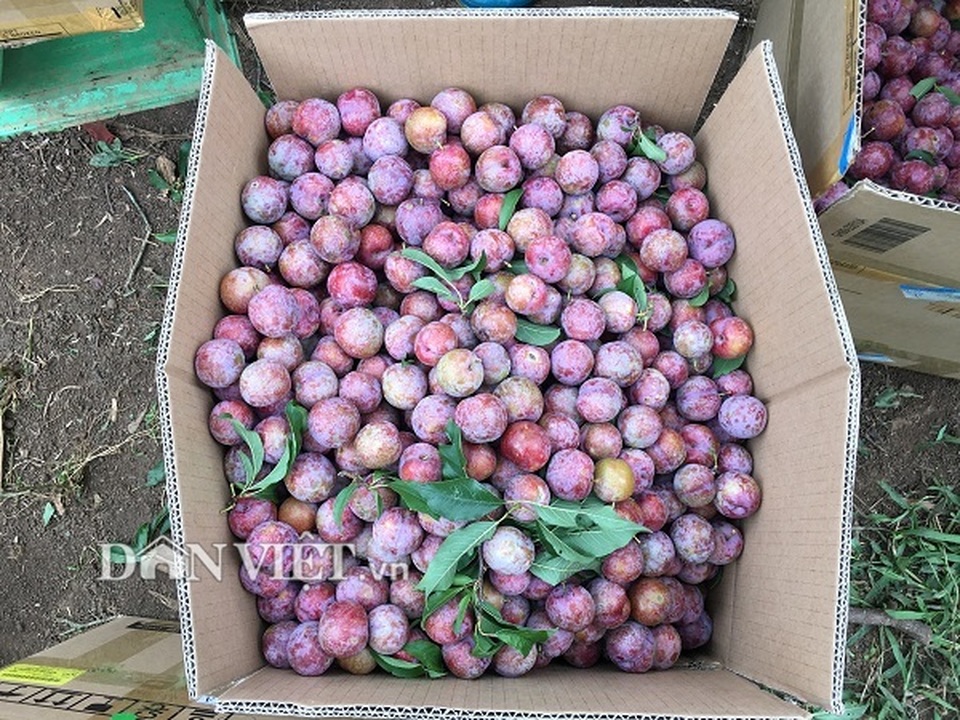 Được cả mùa lẫn giá, người trồng mận Mộc Châu đếm tiền mỏi tay - 5 Được cả mùa lẫn giá, người trồng mận Mộc Châu đếm tiền mỏi tay - 5