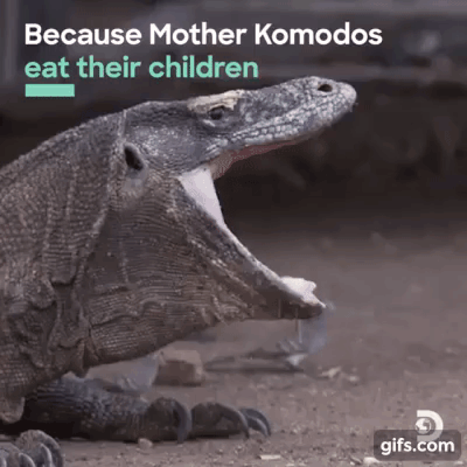Hành trình làm mẹ đặc biệt và tàn khốc của rồng Komodo - 2 Hành trình làm mẹ đặc biệt và tàn khốc của rồng Komodo - 2