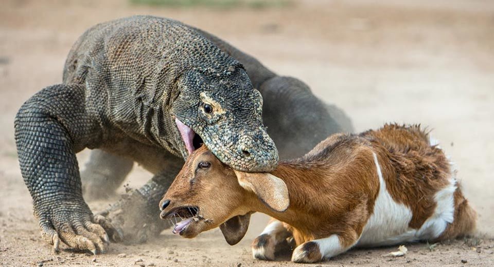 Hành trình làm mẹ đặc biệt và tàn khốc của rồng Komodo - 1 Hành trình làm mẹ đặc biệt và tàn khốc của rồng Komodo - 1