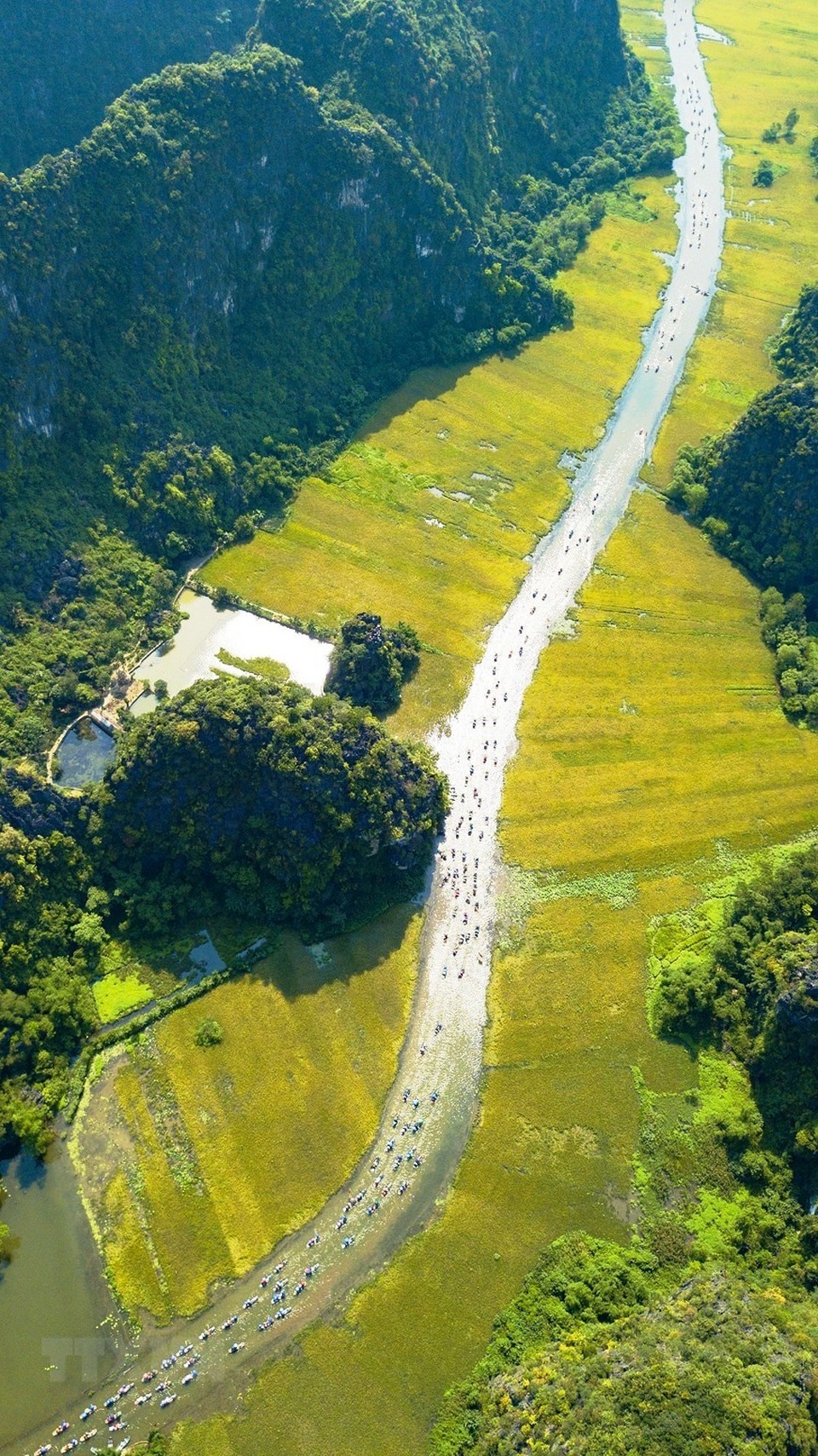 Đẹp mê hồn khi mùa vàng Tam Cốc vào chính vụ - 3