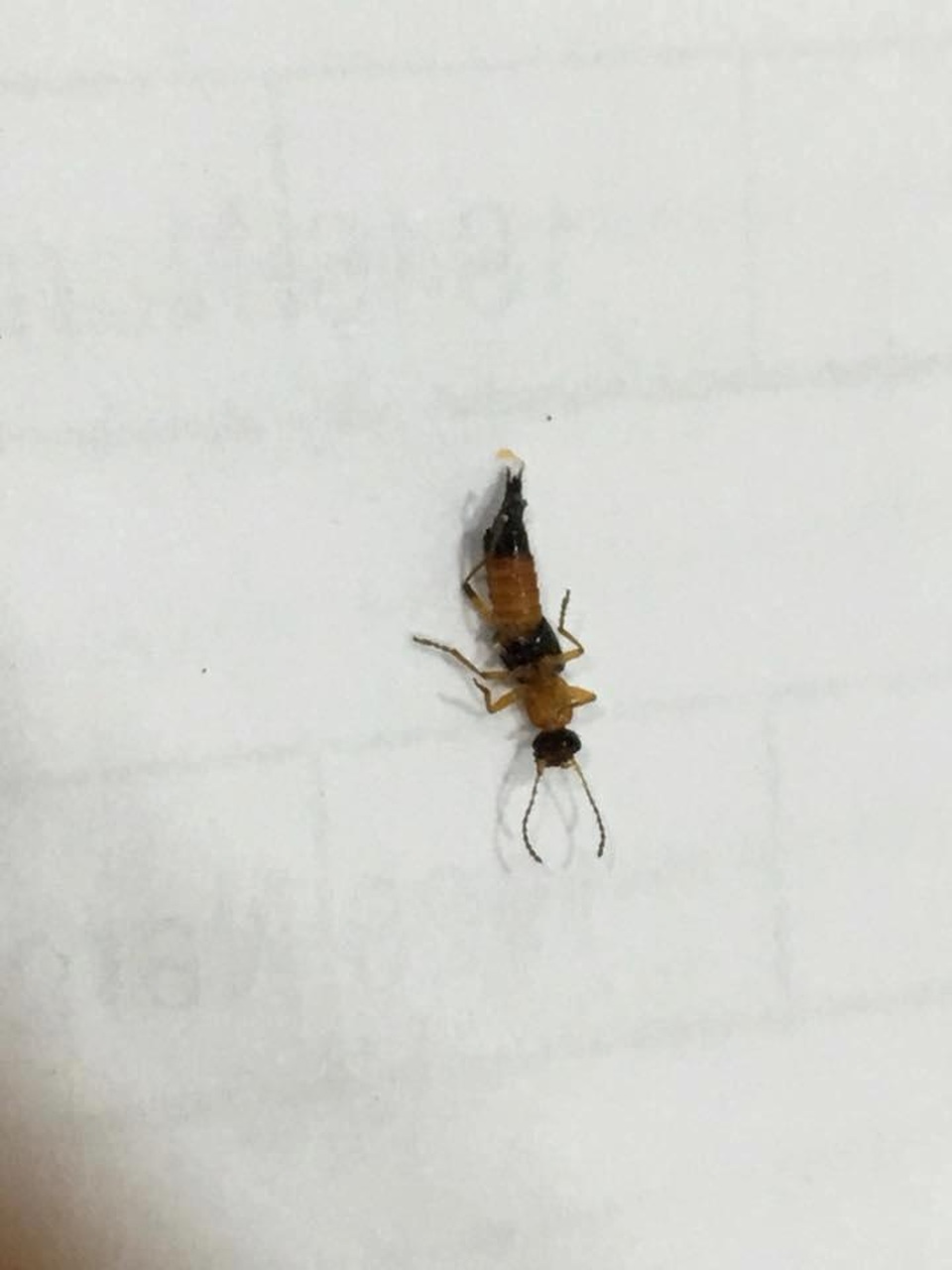 Kiến ba khoang tấn công, người Sài Gòn “mất ăn mất ngủ” - 5