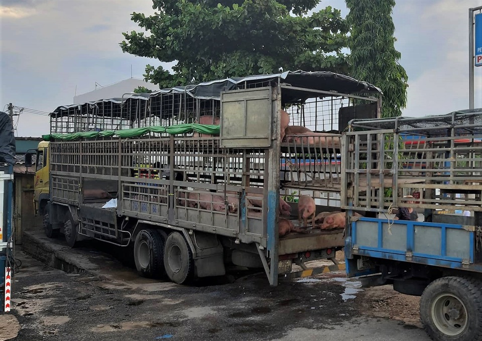 Dịch tả lợn Châu Phi ở Quảng Nam Dịch tả lợn Châu Phi ở Quảng Nam