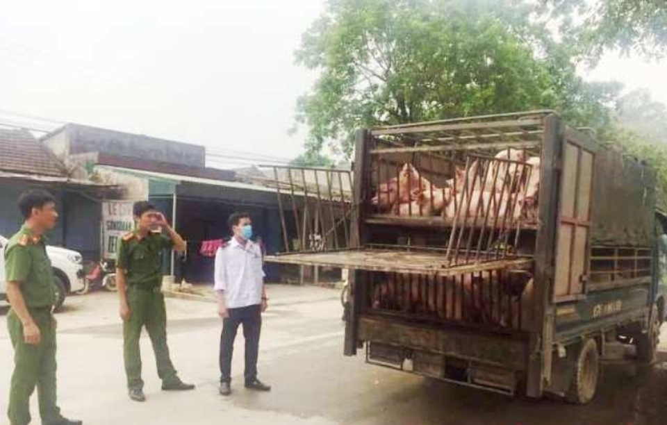 Bắt giữ xe chở 60 con lợn có biểu hiện ốm yếu từ vùng dịch tả lợn châu Phi - 1 Bắt giữ xe chở 60 con lợn có biểu hiện ốm yếu từ vùng dịch tả lợn châu Phi - 1