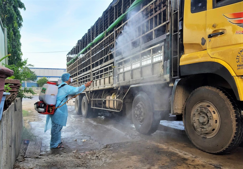 Dịch tả lợn Châu Phi ở Quảng Nam Dịch tả lợn Châu Phi ở Quảng Nam