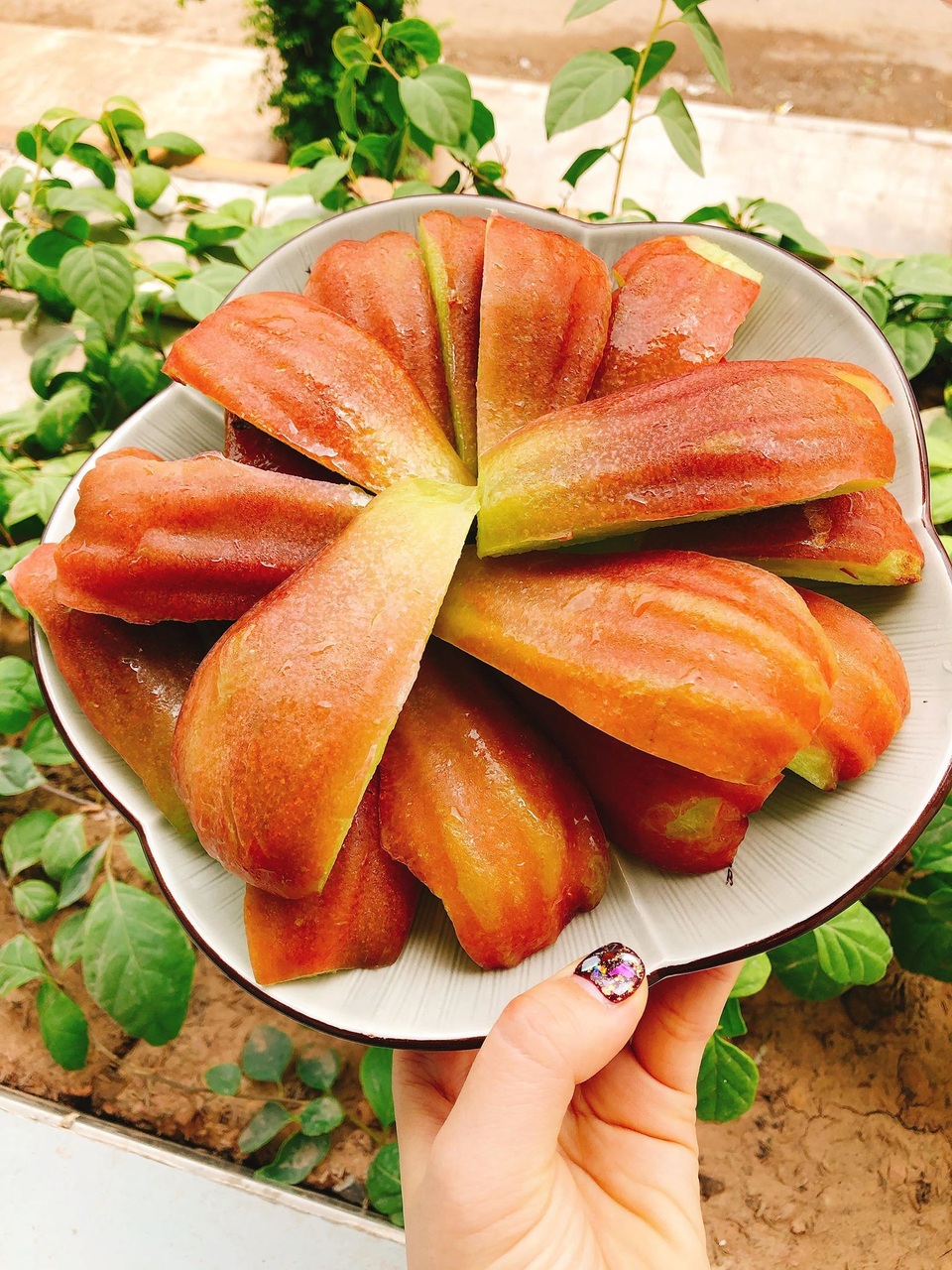 Bất ngờ quả roi khổng lồ to như xoài tượng xuất hiện ở Việt Nam - 3 Bất ngờ quả roi khổng lồ to như xoài tượng xuất hiện ở Việt Nam - 3