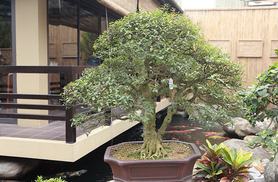 Hồng ngọc mai cổ thụ lớn nhất Việt Nam, giá 200 triệu đồng - 1 Hồng ngọc mai cổ thụ lớn nhất Việt Nam, giá 200 triệu đồng - 1