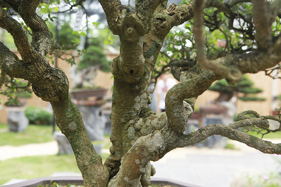 Hồng ngọc mai cổ thụ lớn nhất Việt Nam, giá 200 triệu đồng - 5 Hồng ngọc mai cổ thụ lớn nhất Việt Nam, giá 200 triệu đồng - 5
