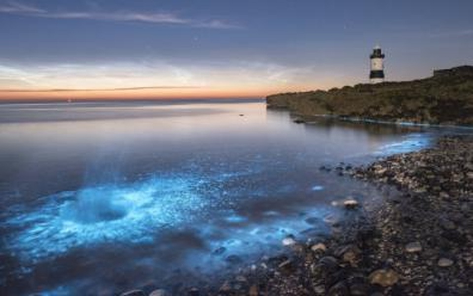 Bãi biển phát ra ánh sáng lấp lánh kỳ lạ - 2