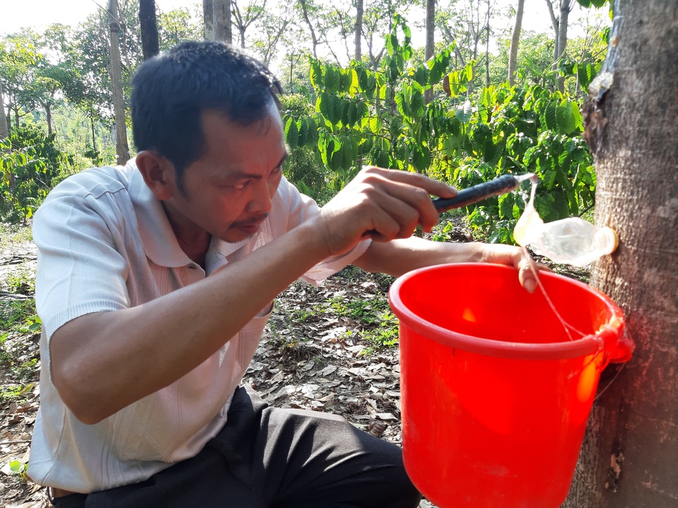 Hai vợ chồng “chân đất” thu tiền triệu mỗi ngày từ “cây lạ” - 2 Hai vợ chồng “chân đất” thu tiền triệu mỗi ngày từ “cây lạ” - 2