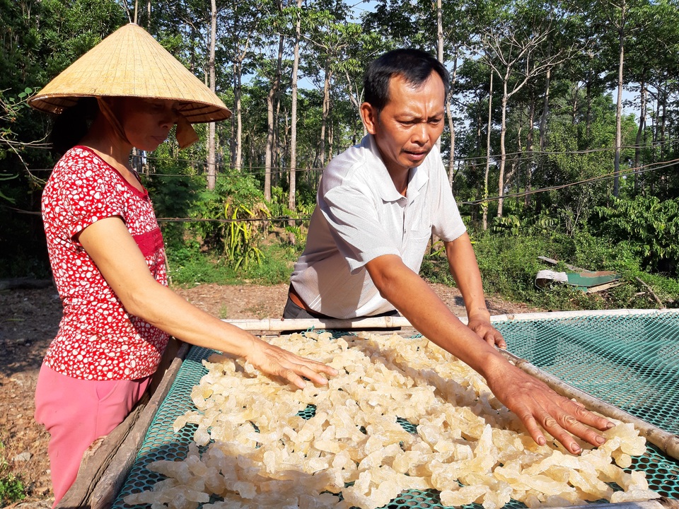 Hai vợ chồng “chân đất” thu tiền triệu mỗi ngày từ “cây lạ” - 3 Hai vợ chồng “chân đất” thu tiền triệu mỗi ngày từ “cây lạ” - 3