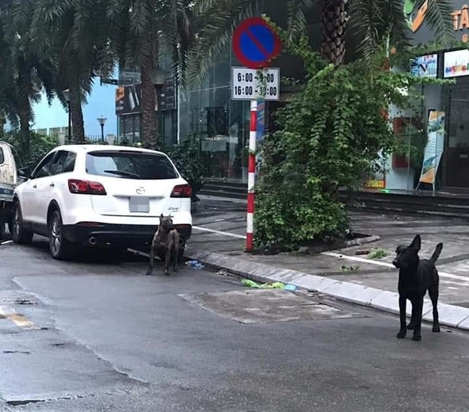 Hà Nội: Phạt chủ nhân đàn chó dữ thả rông 700 nghìn đồng - 1 Hà Nội: Phạt chủ nhân đàn chó dữ thả rông 700 nghìn đồng - 1