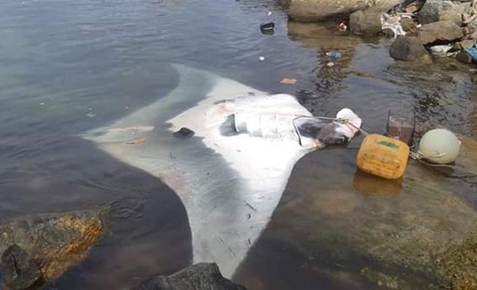 Ngư dân Lý Sơn bắt được cá đuối nặng 600 kg - 1