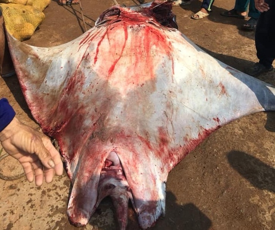 Ngư dân Lý Sơn bắt được cá đuối nặng 600 kg - 2