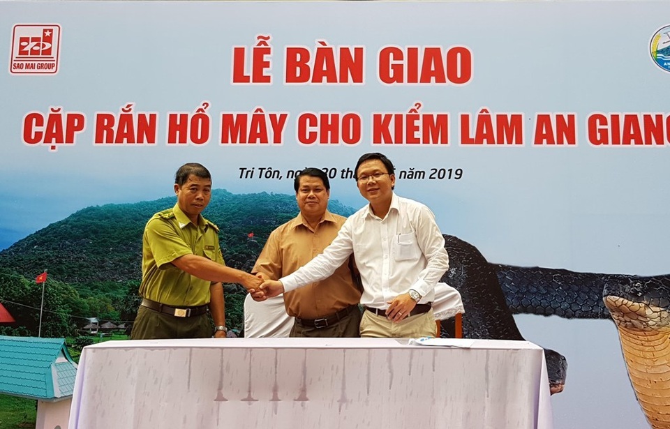 Gắn chíp cho cặp rắn hổ mây “khủng” trước khi thả về tự nhiên - 1 Gắn chíp cho cặp rắn hổ mây “khủng” trước khi thả về tự nhiên - 1