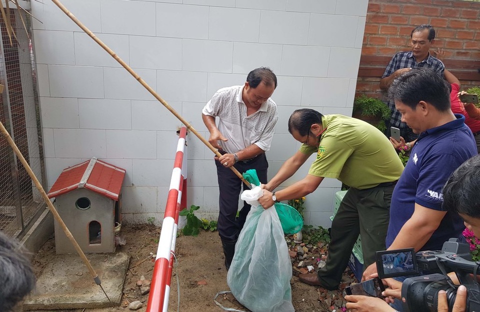 Gắn chíp cho cặp rắn hổ mây “khủng” trước khi thả về tự nhiên - 2 Gắn chíp cho cặp rắn hổ mây “khủng” trước khi thả về tự nhiên - 2
