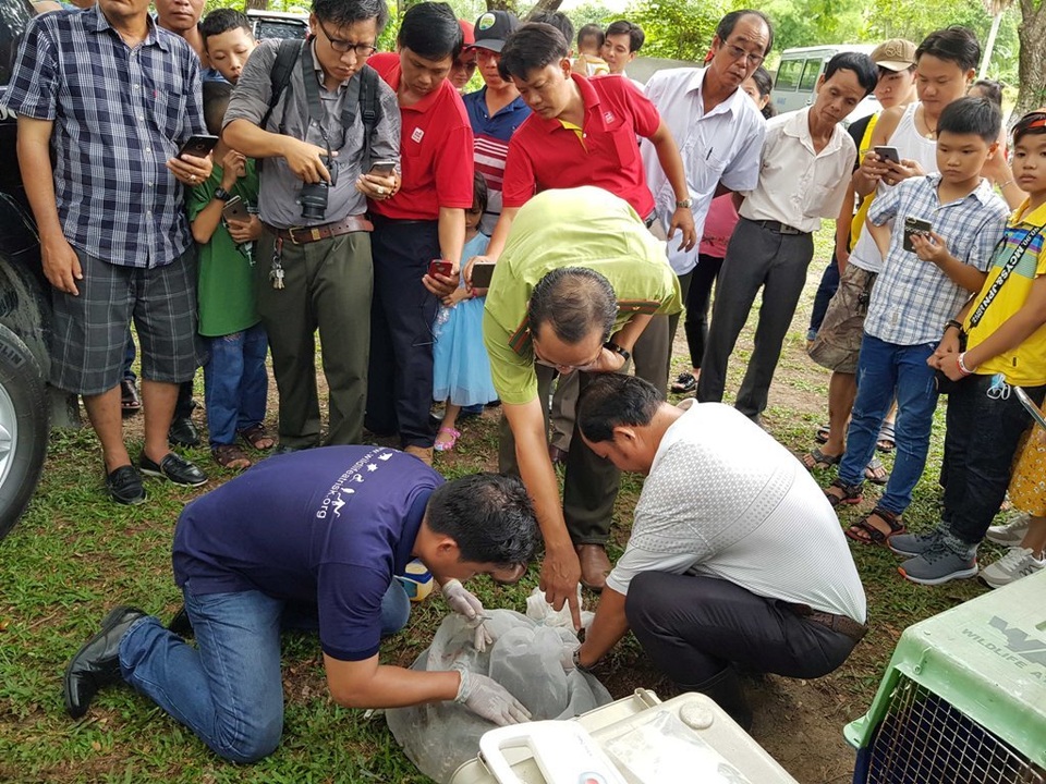 Gắn chíp cho cặp rắn hổ mây “khủng” trước khi thả về tự nhiên - 3 Gắn chíp cho cặp rắn hổ mây “khủng” trước khi thả về tự nhiên - 3