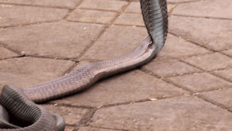 Xem màn thôi miên rắn giữa chợ vừa ma mị vừa rợn người - 2 Xem màn thôi miên rắn giữa chợ vừa ma mị vừa rợn người - 2