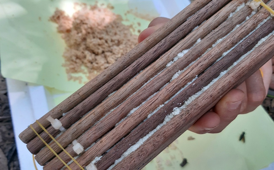 Kỹ sư bỏ việc về quê nuôi ruồi, thu nhập hàng chục triệu đồng mỗi tháng - 4 Kỹ sư bỏ việc về quê nuôi ruồi, thu nhập hàng chục triệu đồng mỗi tháng - 4