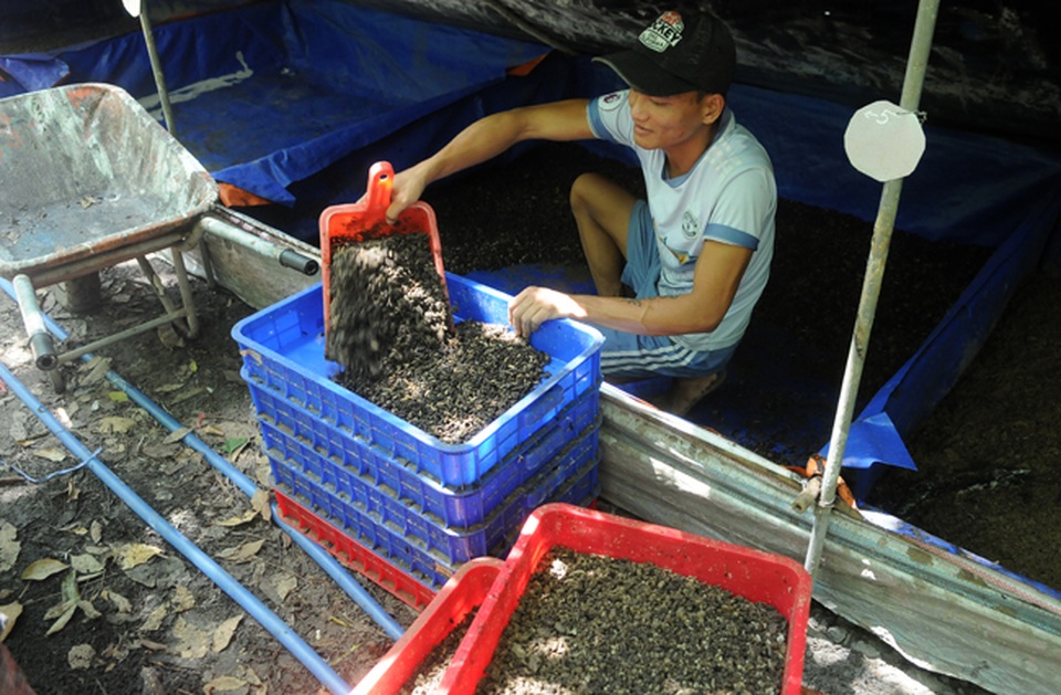 Kỹ sư bỏ việc về quê nuôi ruồi, thu nhập hàng chục triệu đồng mỗi tháng - 6 Kỹ sư bỏ việc về quê nuôi ruồi, thu nhập hàng chục triệu đồng mỗi tháng - 6