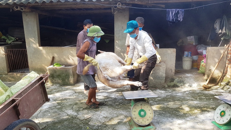 Chủ tịch xã bị kiểm điểm vì để xác lợn chết trôi sông - 3 Chủ tịch xã bị kiểm điểm vì để xác lợn chết trôi sông - 3
