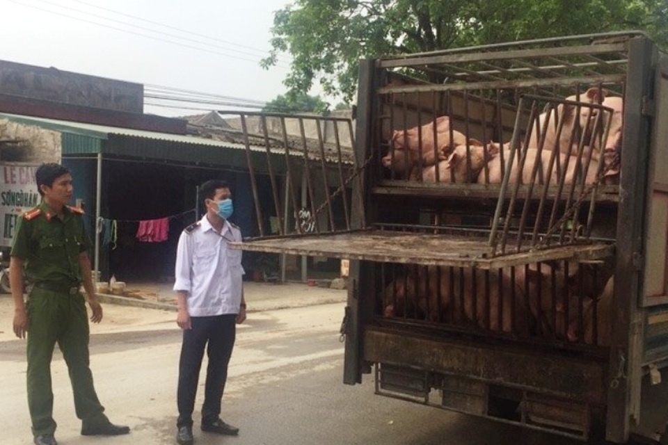 Hàng trăm con lợn có dấu hiệu lâm sàng của dịch tả lợn châu Phi được chở đi tiêu thụ - 5 Hàng trăm con lợn có dấu hiệu lâm sàng của dịch tả lợn châu Phi được chở đi tiêu thụ - 5