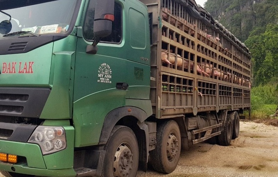 Hàng trăm con lợn có dấu hiệu lâm sàng của dịch tả lợn châu Phi được chở đi tiêu thụ - 1 Hàng trăm con lợn có dấu hiệu lâm sàng của dịch tả lợn châu Phi được chở đi tiêu thụ - 1