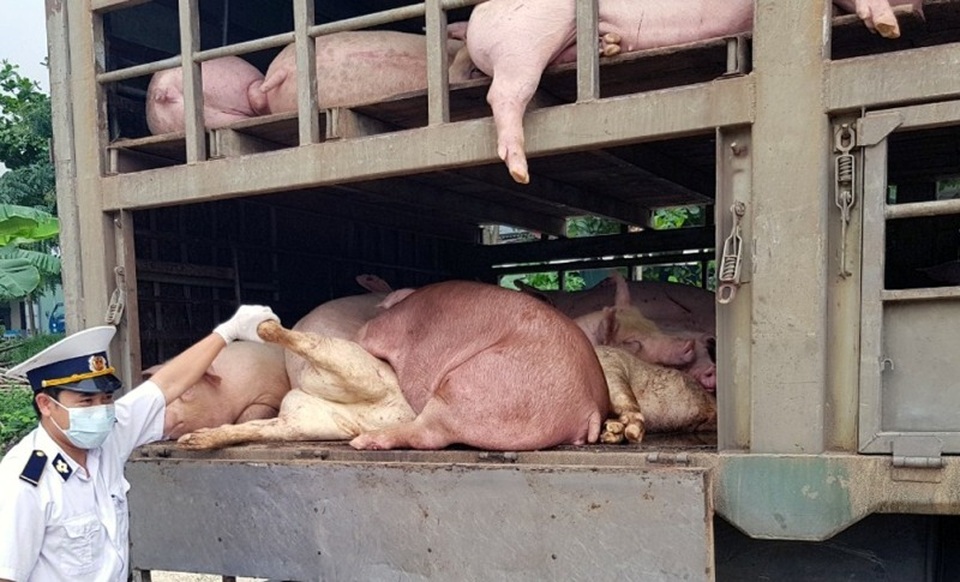 Hàng trăm con lợn có dấu hiệu lâm sàng của dịch tả lợn châu Phi được chở đi tiêu thụ - 2 Hàng trăm con lợn có dấu hiệu lâm sàng của dịch tả lợn châu Phi được chở đi tiêu thụ - 2