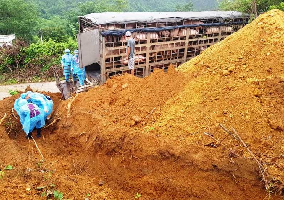 Hàng trăm con lợn có dấu hiệu lâm sàng của dịch tả lợn châu Phi được chở đi tiêu thụ - 4 Hàng trăm con lợn có dấu hiệu lâm sàng của dịch tả lợn châu Phi được chở đi tiêu thụ - 4