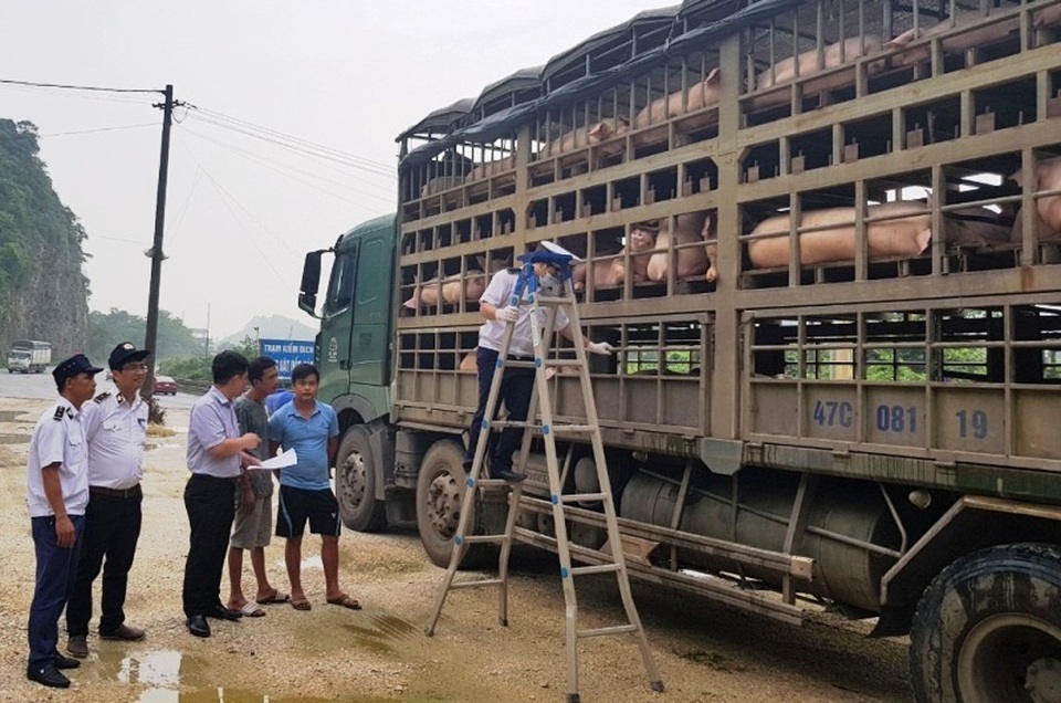 Hàng trăm con lợn có dấu hiệu lâm sàng của dịch tả lợn châu Phi được chở đi tiêu thụ - 3 Hàng trăm con lợn có dấu hiệu lâm sàng của dịch tả lợn châu Phi được chở đi tiêu thụ - 3