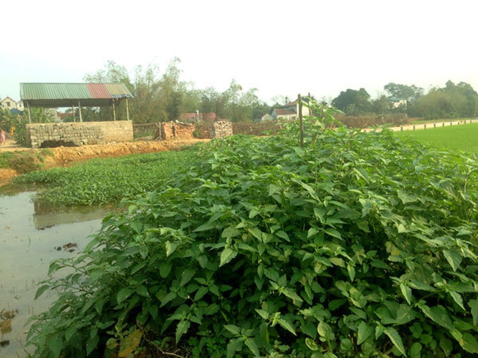 Chuyện lạ Thủ đô, rau dại mọc hoang, dân đem về trồng thay lúa - 2 Chuyện lạ Thủ đô, rau dại mọc hoang, dân đem về trồng thay lúa - 2