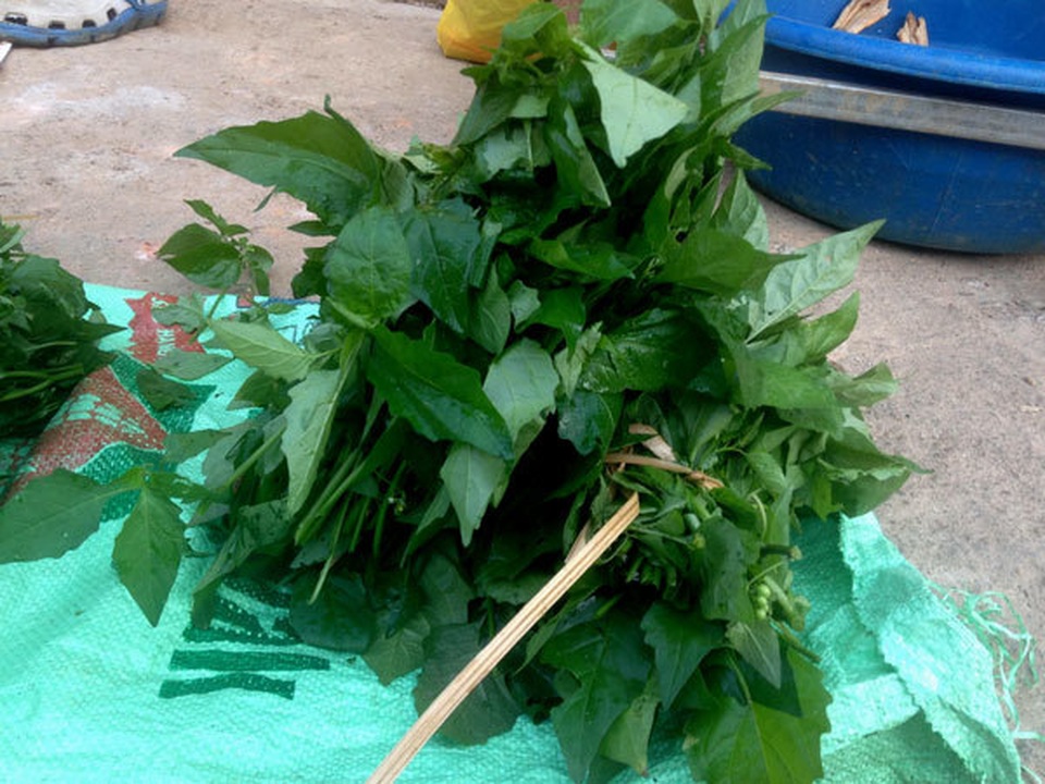 Chuyện lạ Thủ đô, rau dại mọc hoang, dân đem về trồng thay lúa - 4 Chuyện lạ Thủ đô, rau dại mọc hoang, dân đem về trồng thay lúa - 4