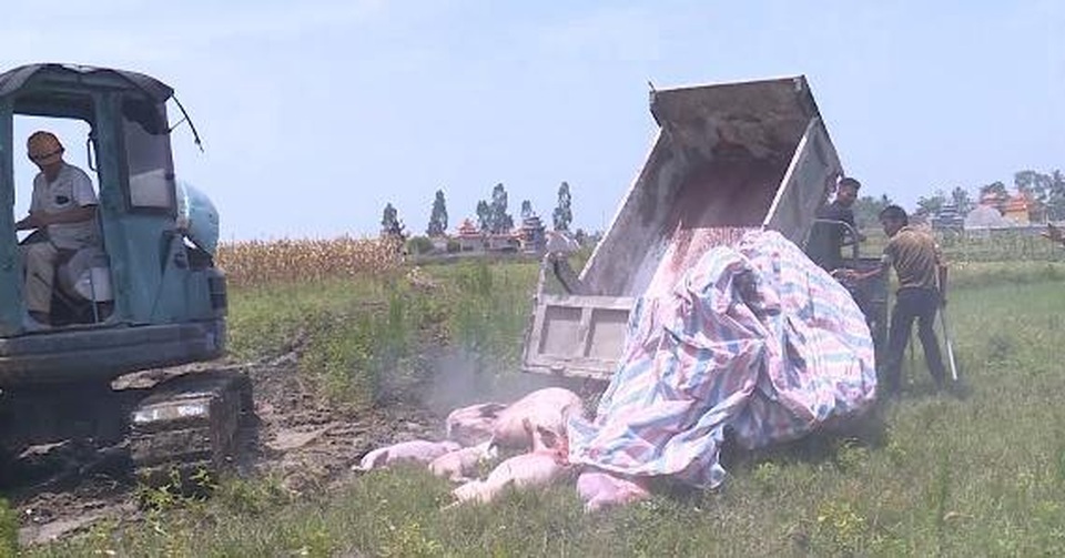 Thanh Hóa: Dân ngăn cản không cho tiêu hủy lợn dịch tả châu Phi ở trong thôn - 2 Thanh Hóa: Dân ngăn cản không cho tiêu hủy lợn dịch tả châu Phi ở trong thôn - 2