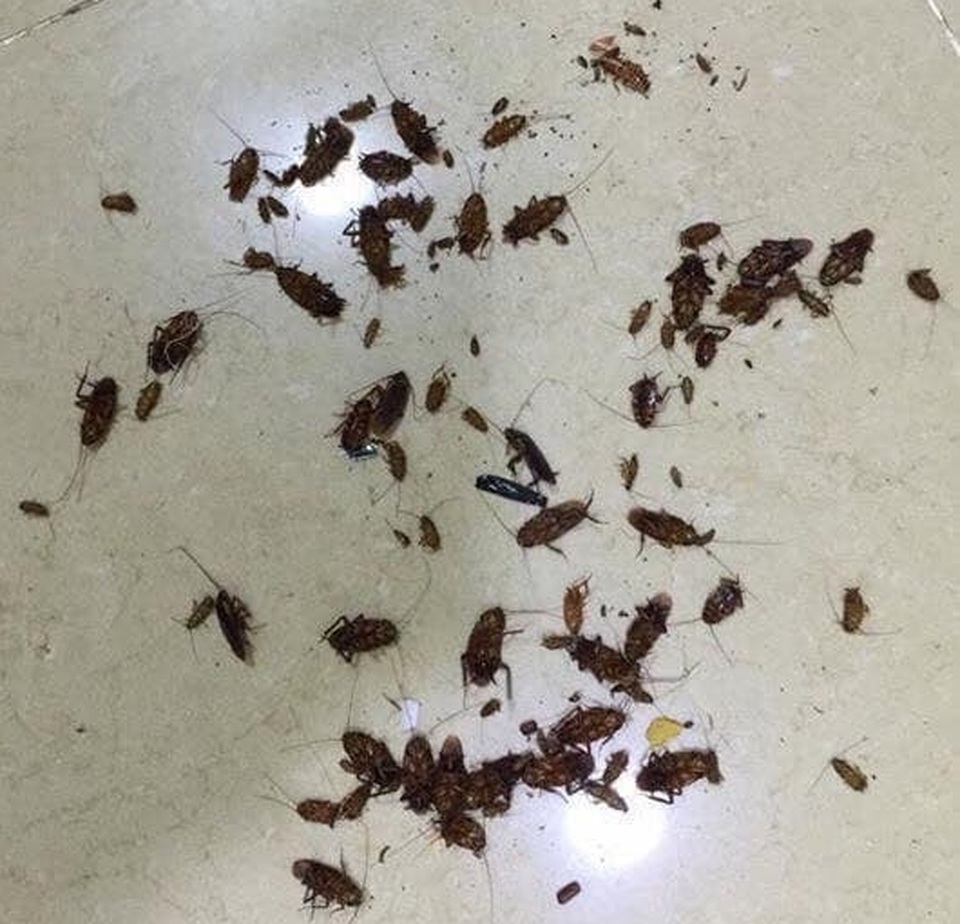 Gián lạ hoành hành khắp chung cư, người Hà Nội “mất ăn, mất ngủ” - 2 Gián lạ hoành hành khắp chung cư, người Hà Nội “mất ăn, mất ngủ” - 2